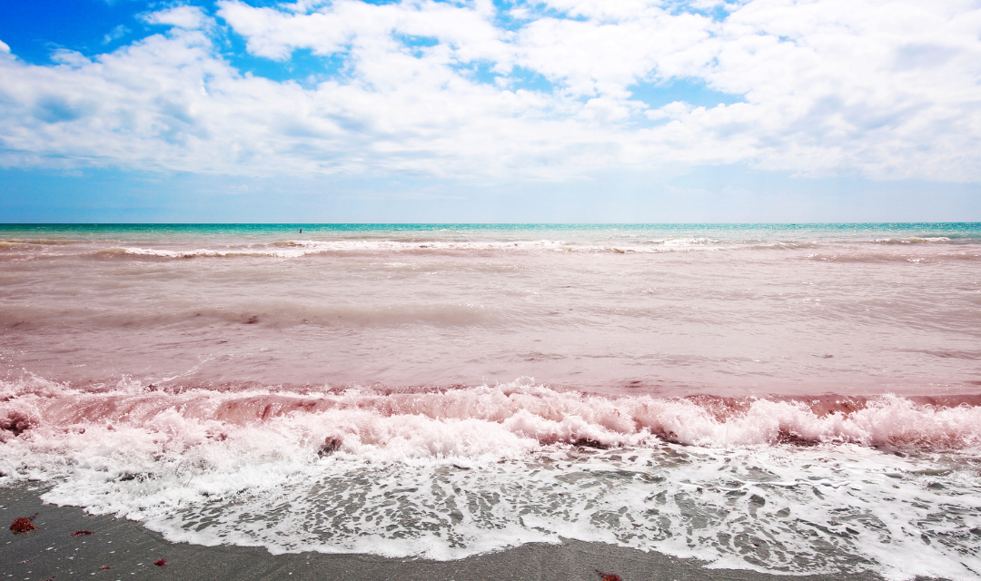 Red tide in the ocean near the beach.